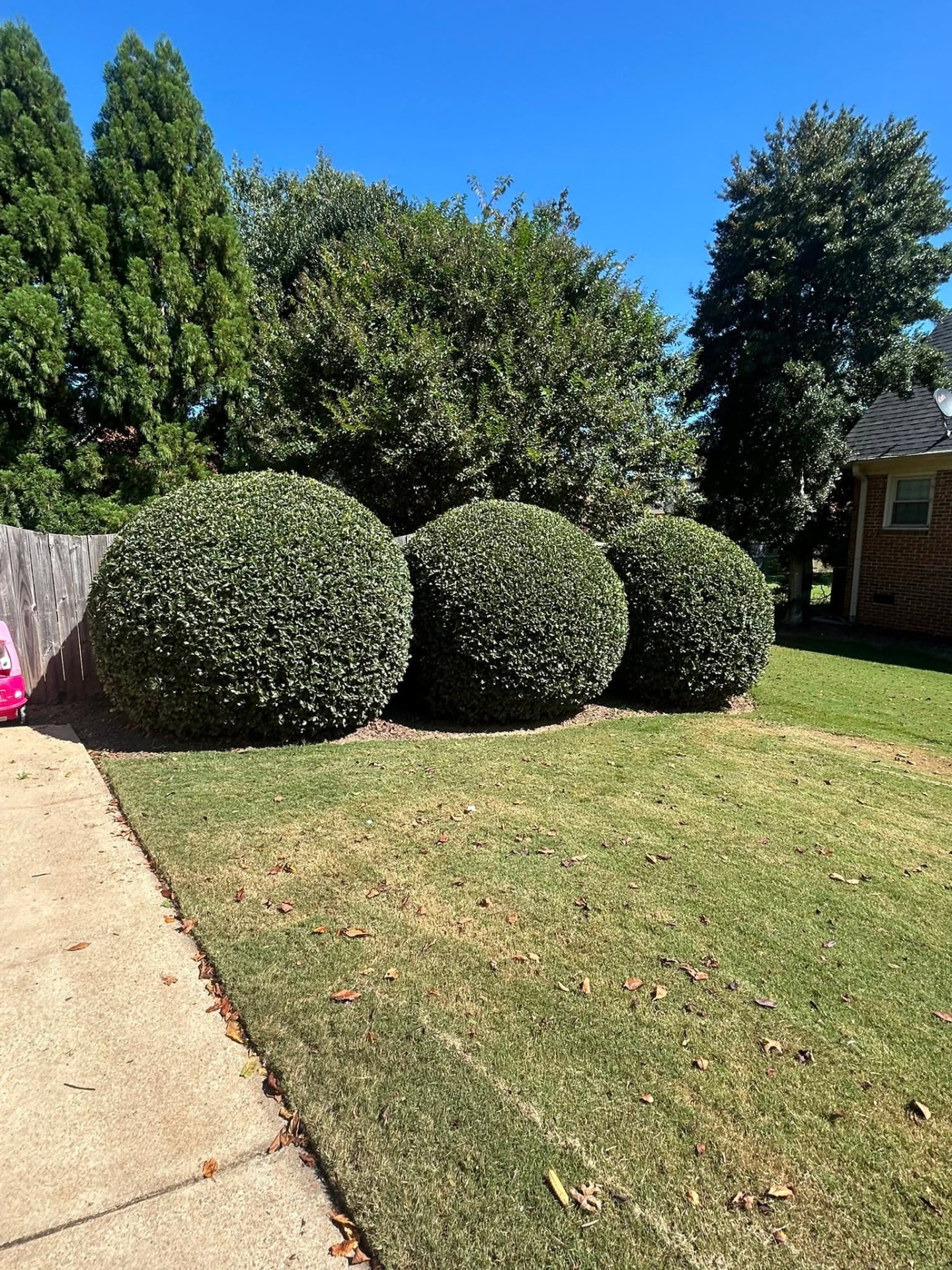The same holly shrubs shaped into clean rounded forms with tidy mulch beds after Kleros service