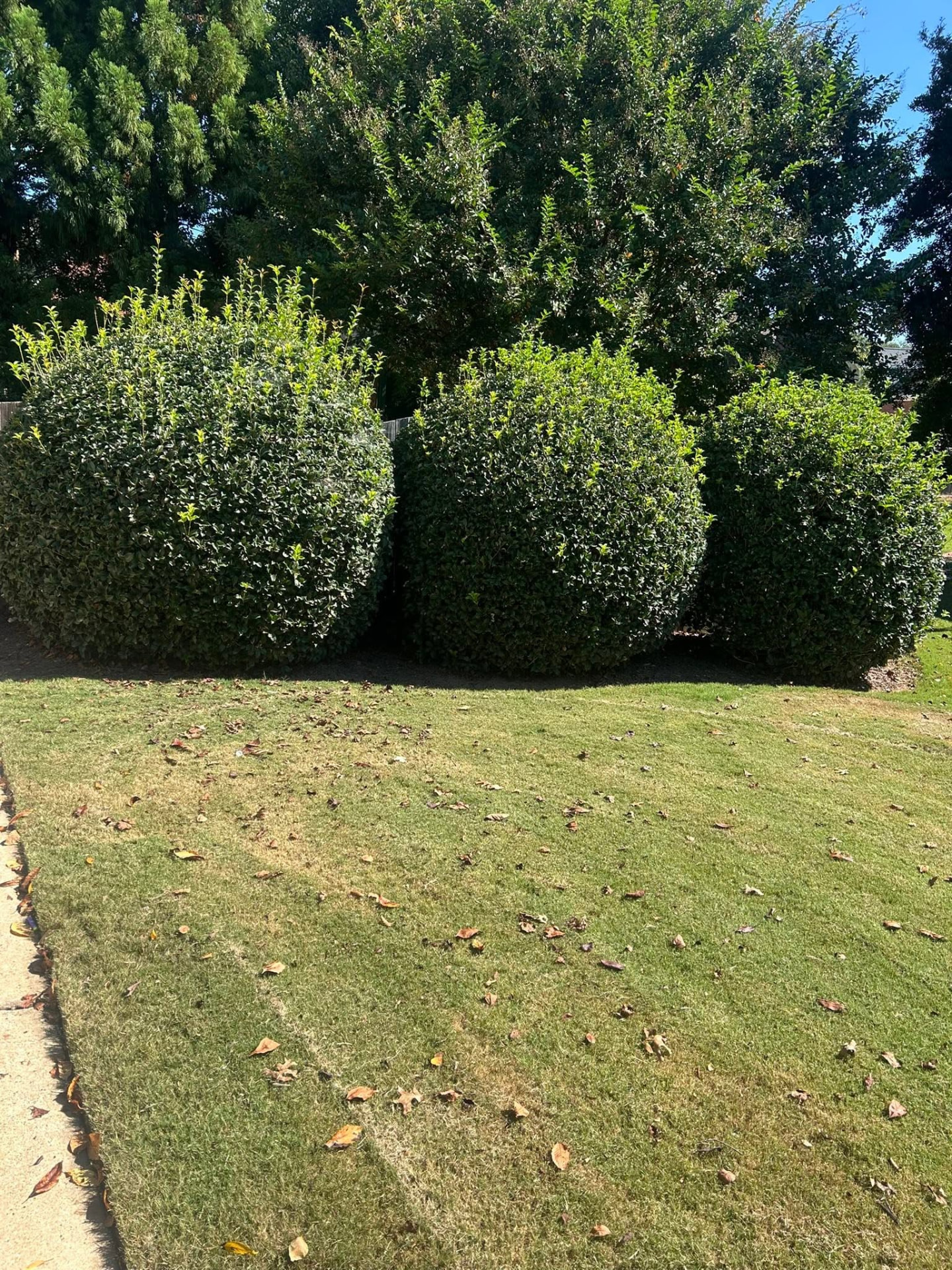 Overgrown holly shrubs with uneven growth along a residential fence line before Kleros service